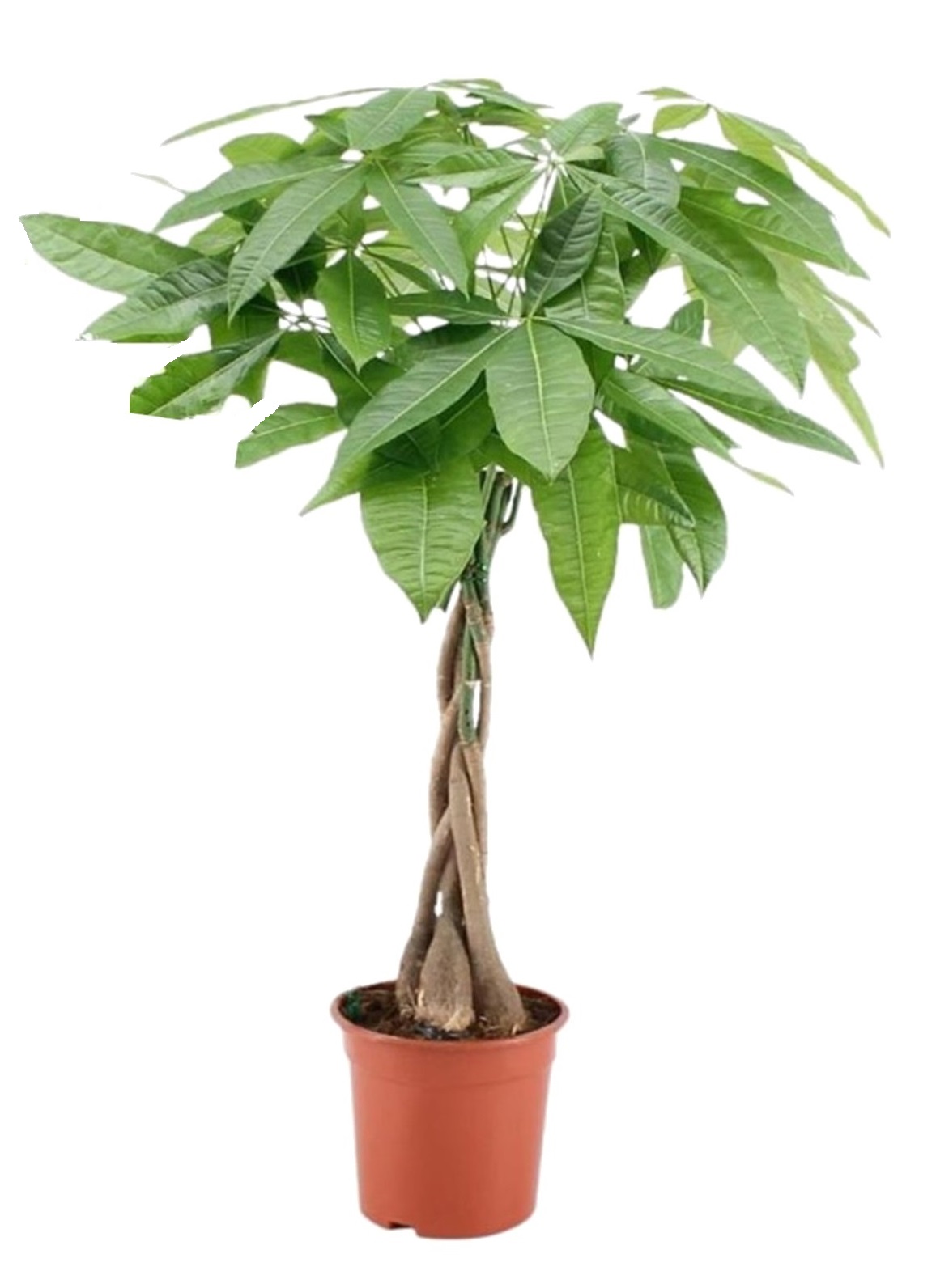 Pachira aquatica - 'money tree' - pot 17cm - hauteur 60-70cm