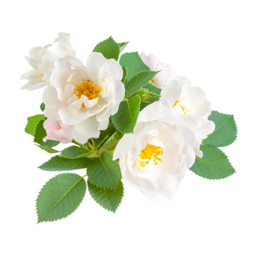Eglantier ou rosier des chiens (rosa canina) - godet - taille 20/40cm