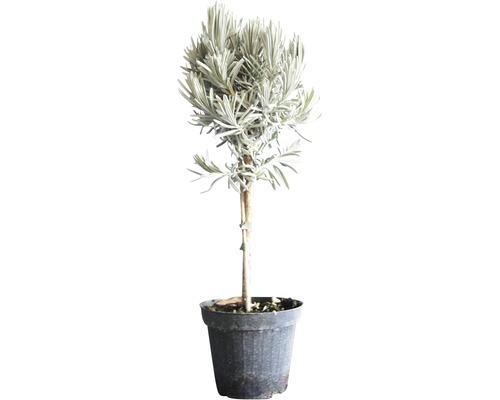 Lavendel FloraSelf Lavandula angustifolia H 40-60 cm Ø 14 cm pot