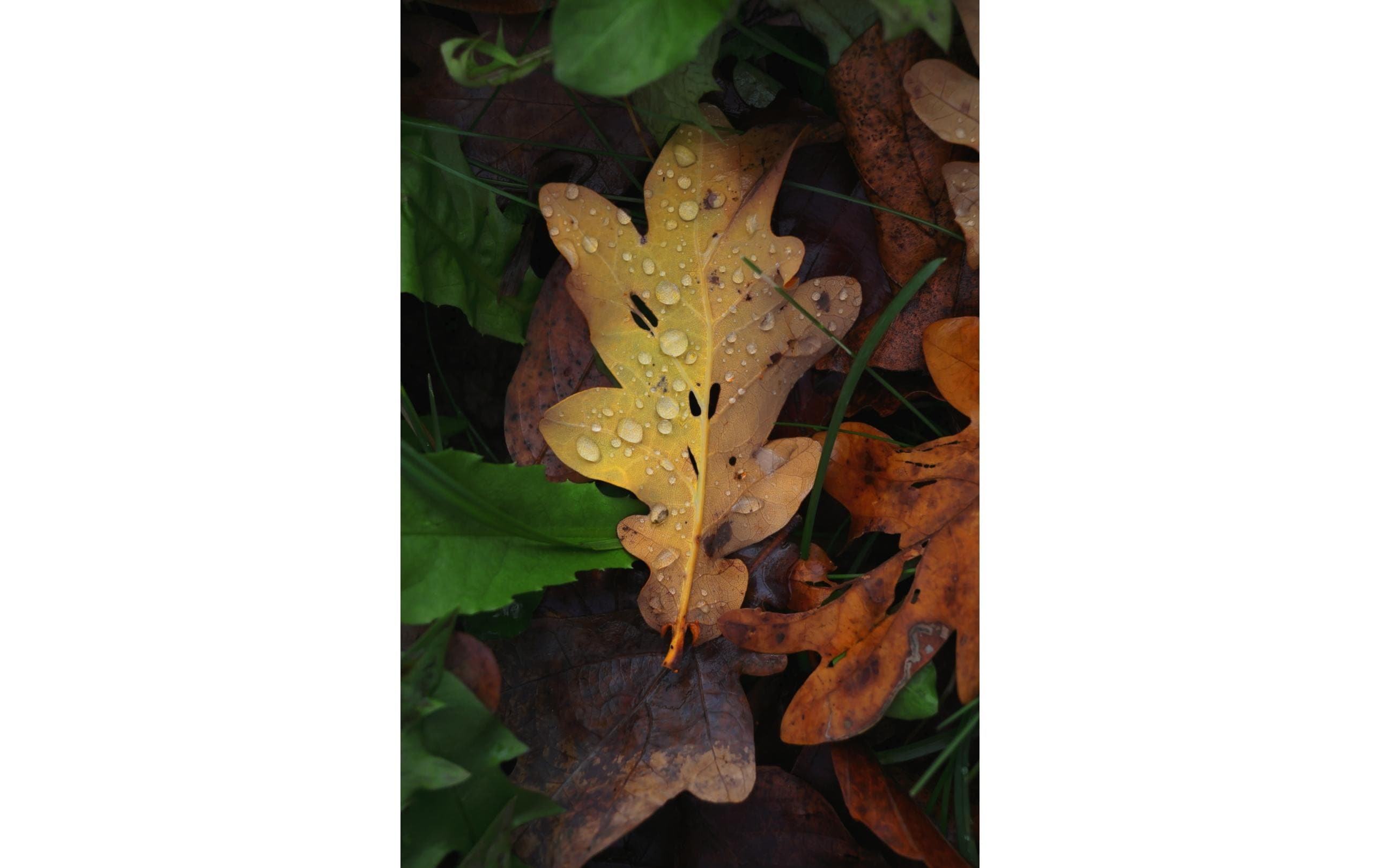 Fotokamera EOS R50 Kit RF-S 18-45 Schwarz<br>Perfekte Einstieg in die EOS R Reihe für aktive Content Creator