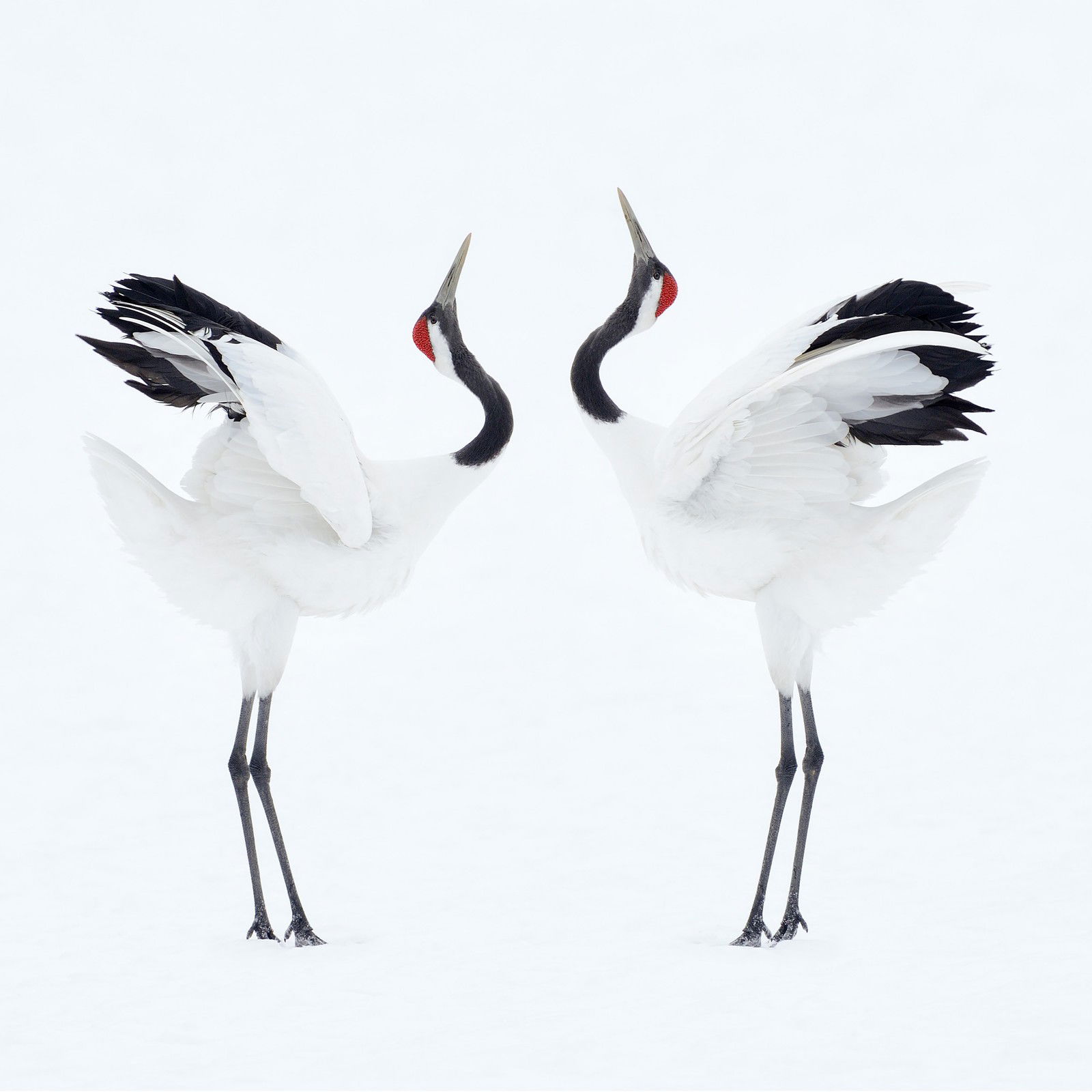 Beauty Through Order by Marsel Van Oosten - Open Edition.