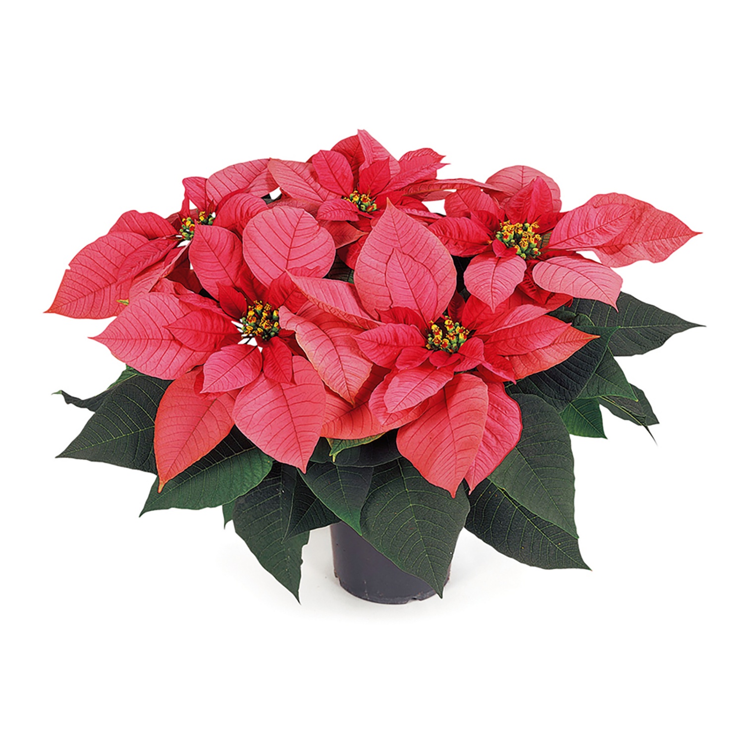 Weihnachtsstern