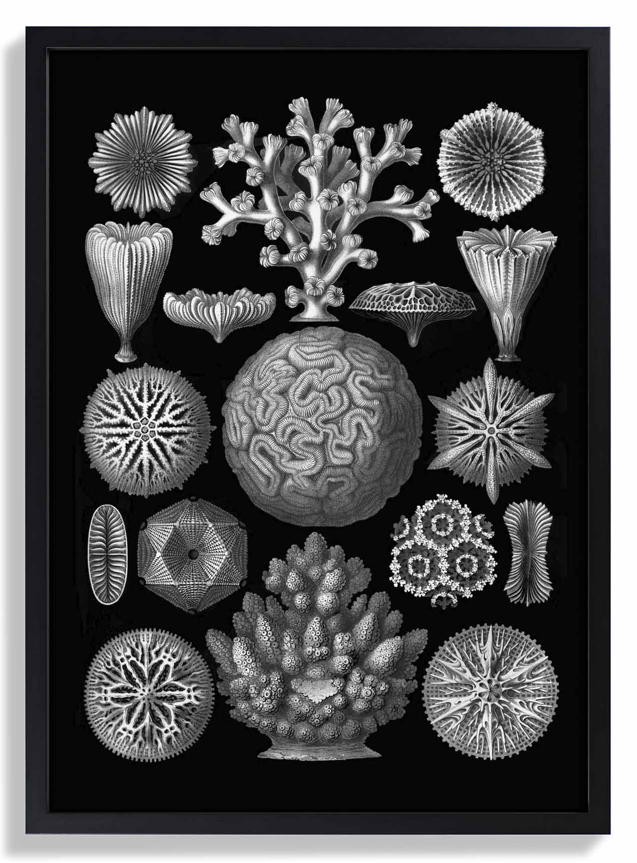 Hexacoralla von Haeckel