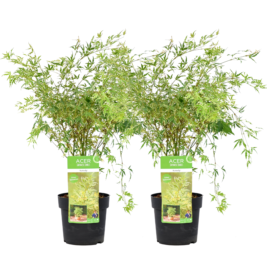 Acer palmatum 'butterfly' -erable japonais -lot de 2 - pot 19cm -hauteur 50-60cm