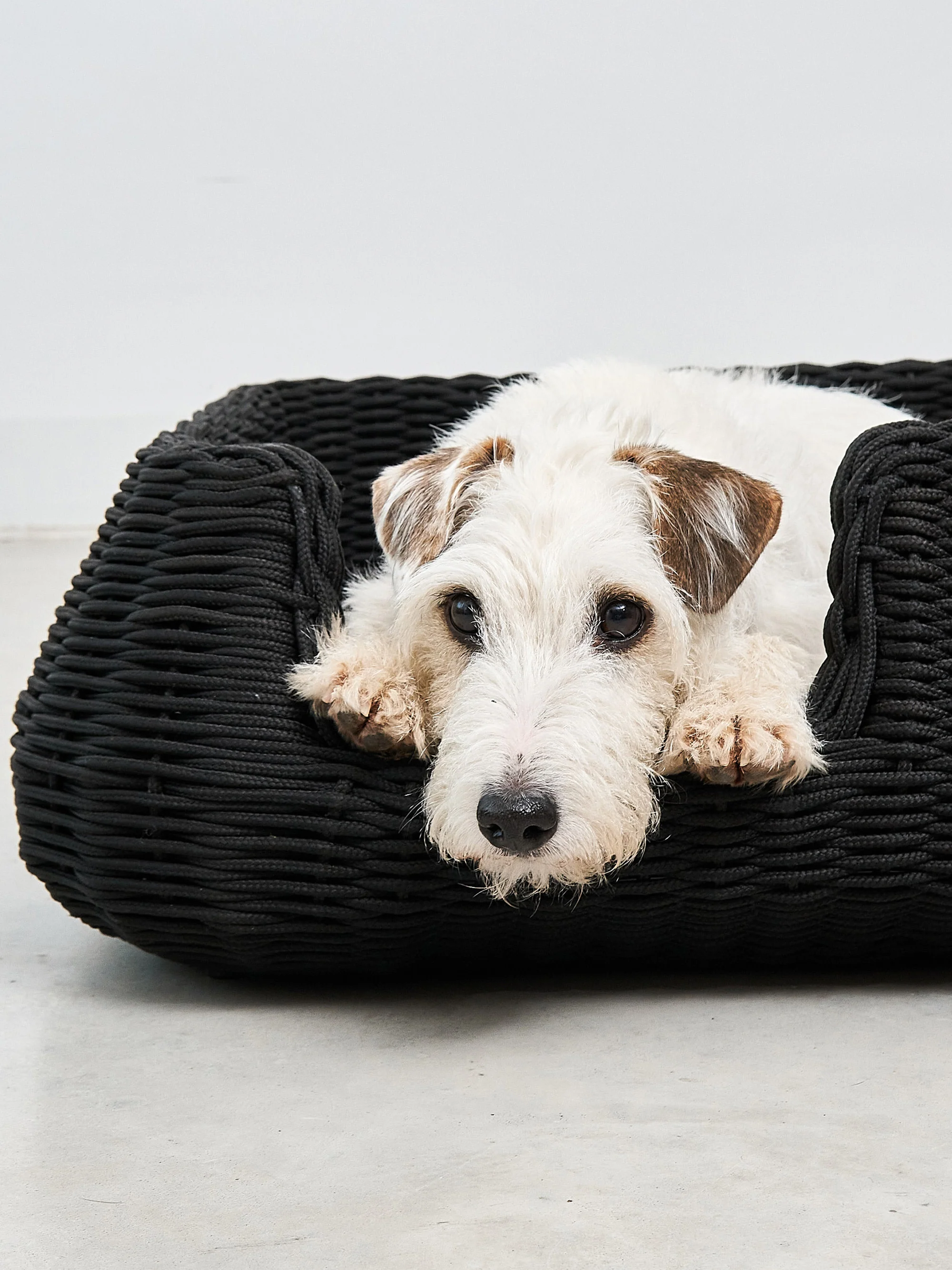 In- & outdoor hondenmand Mio, in verschillende formaten