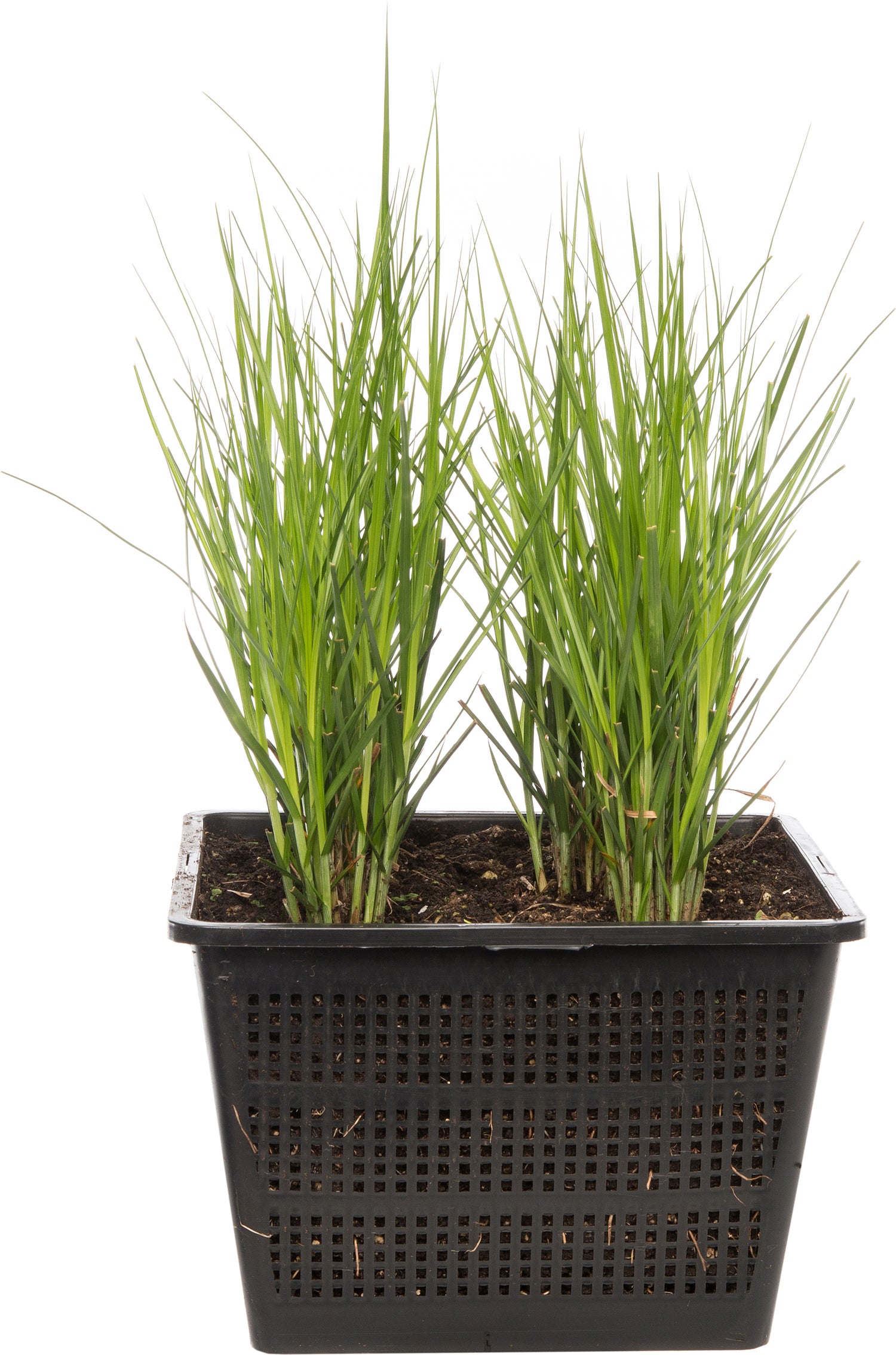 Parapluzegge (Carex muskingumensis) D 18 H 30 cm