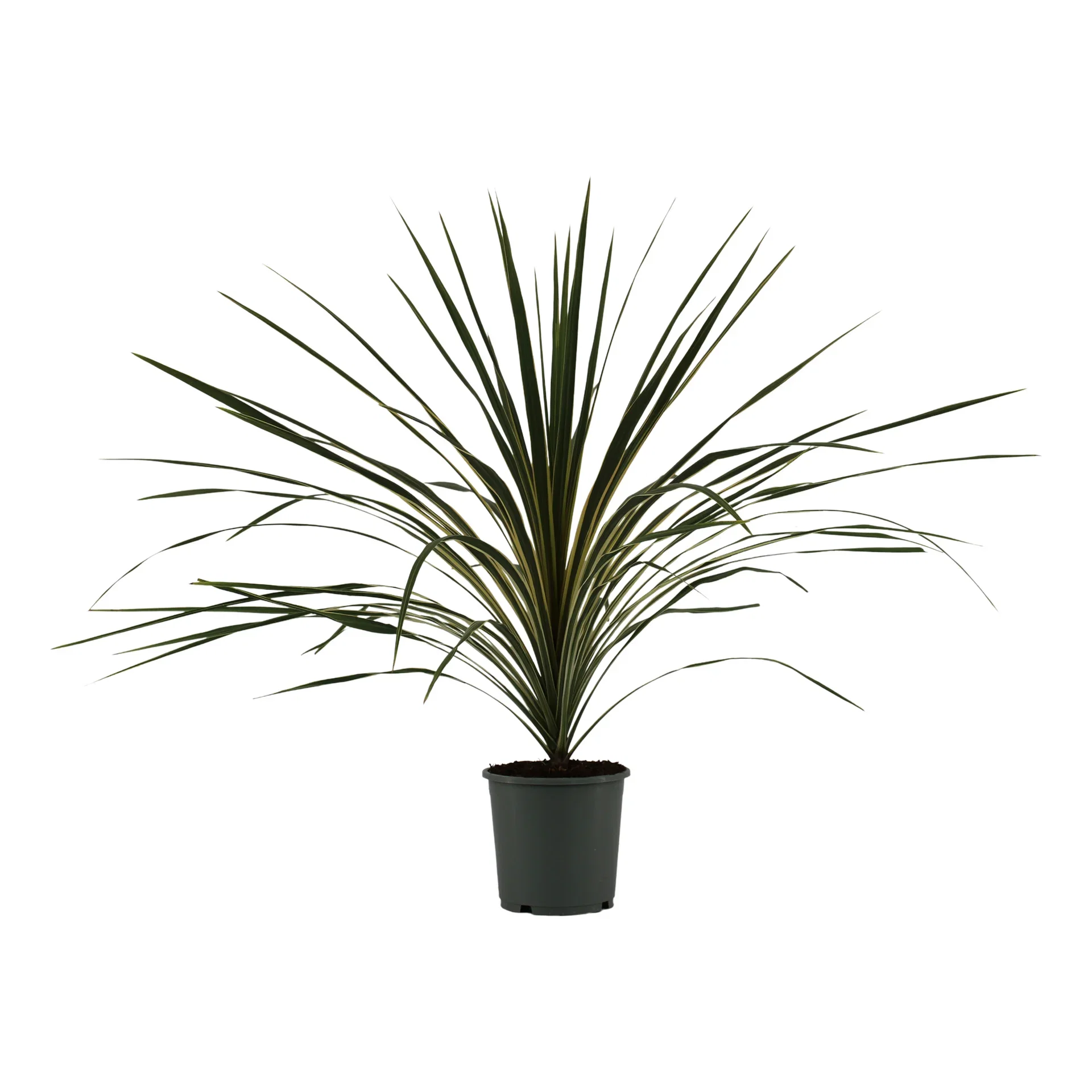 Cordyline australis 'Variegata' Australdrakelilje 'Variegata' Ø17 cm