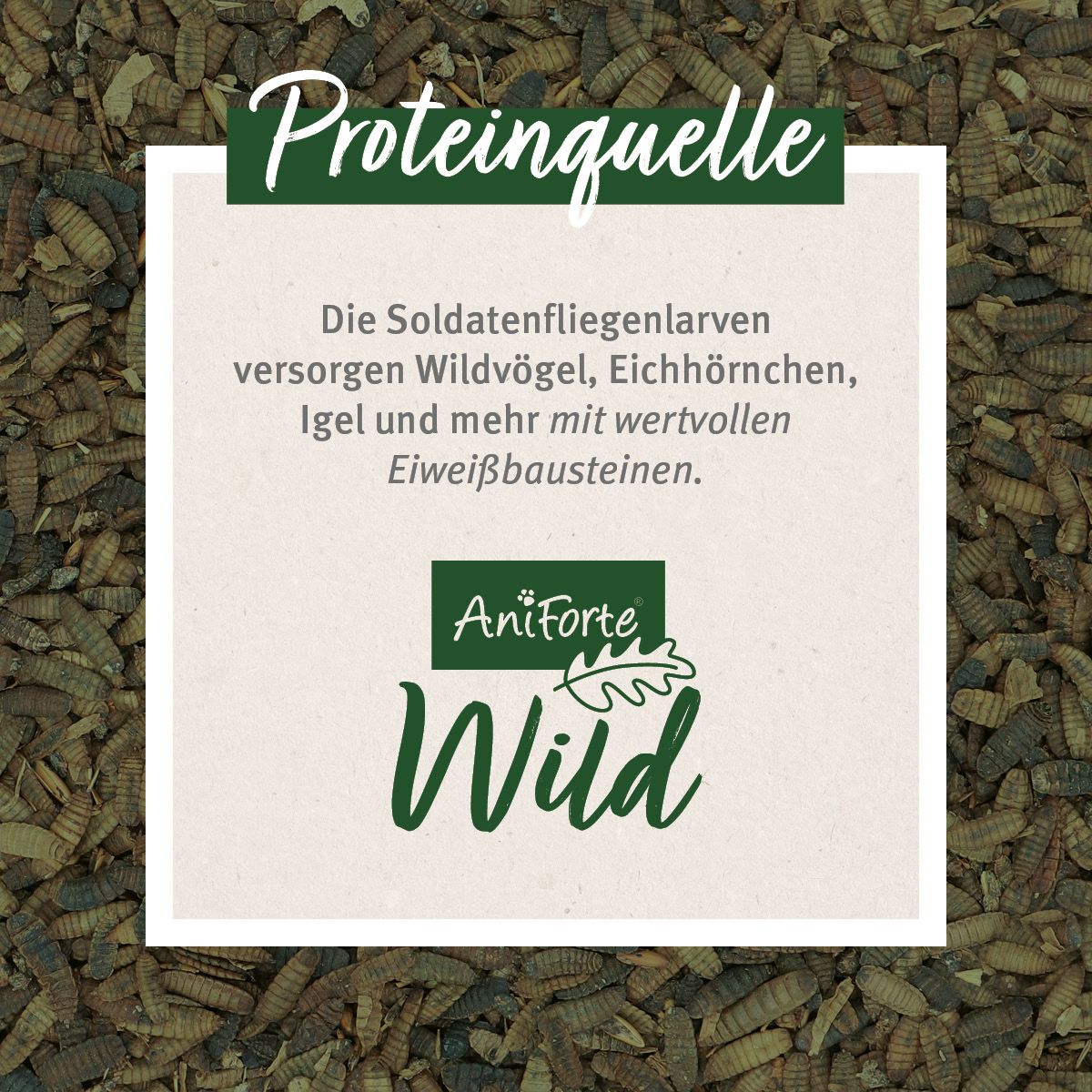 AniForte Wild Soldatenfliegenlarven