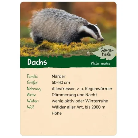 ars Edition Naturforscher Kids: Wald (Karten)