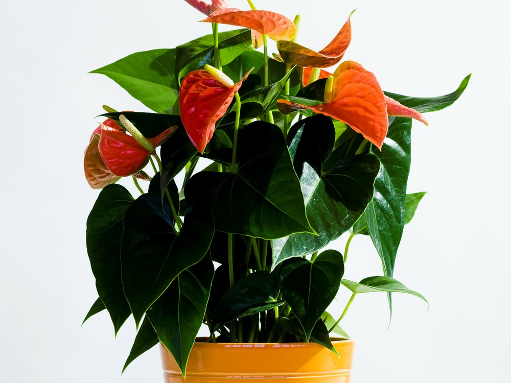 Anthurium 'aristo' orange - flamingo plant - entretien facile - ⌀12 cm - ↕30-40 cm