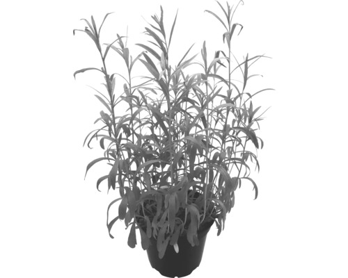 Biologische Dragon FloraSelf Biologische Artemisia dracunculus Ø 12 cm pot