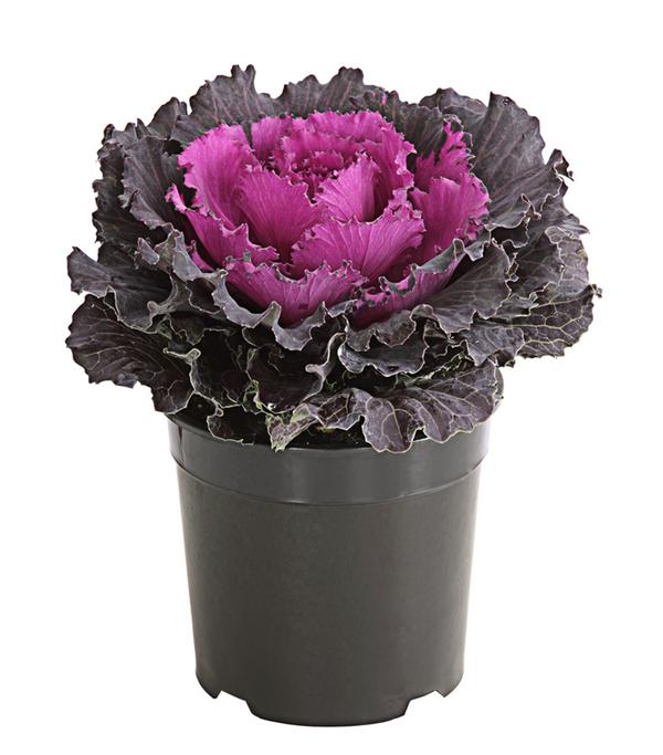 Zierkohl