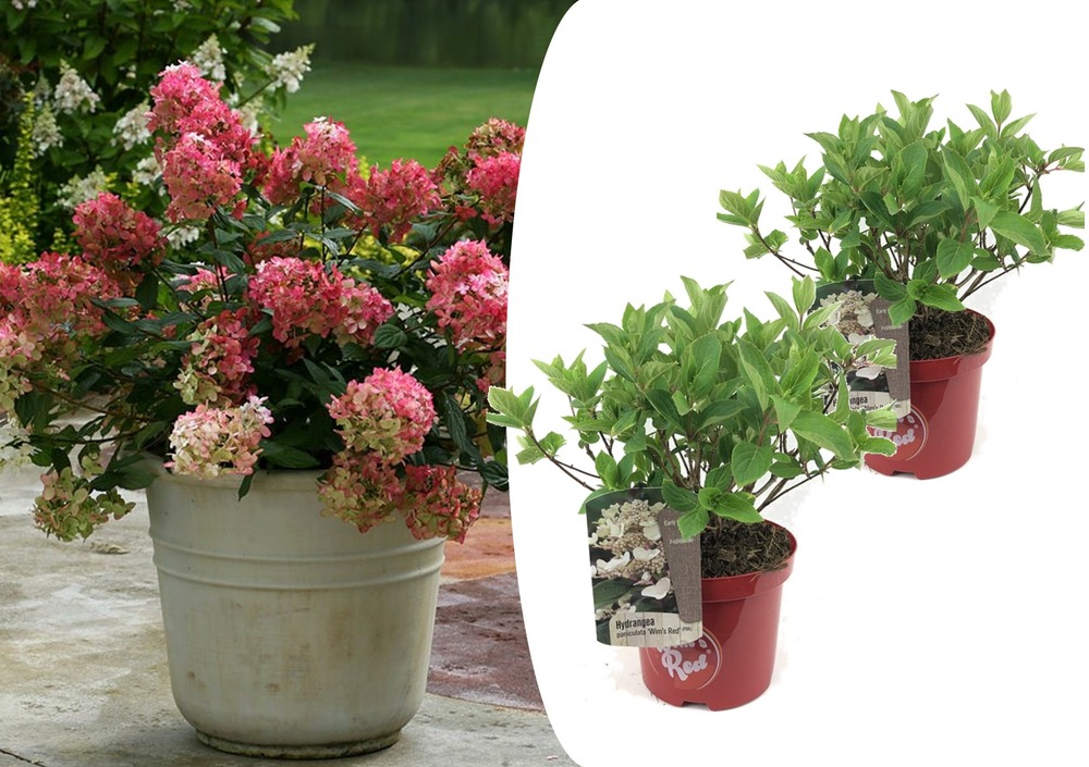 Hortensia paniculata wim's red - hortensia - x2 - pot 19cm - hauteur 25-40cm