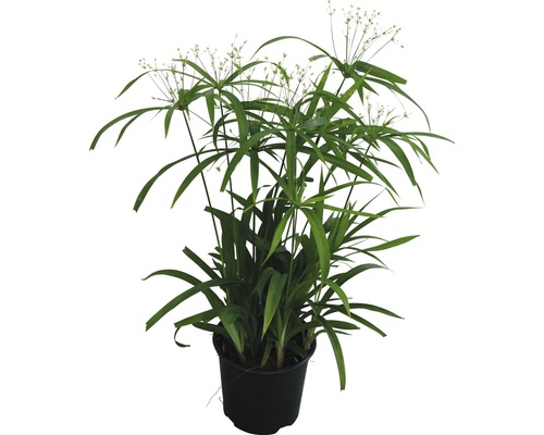 Cyprusgras FloraSelf Cyperus diffusus H 20 cm Ø 14 cm pot