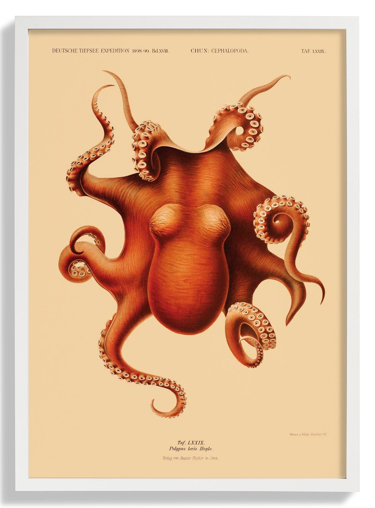 Octopus polypus
