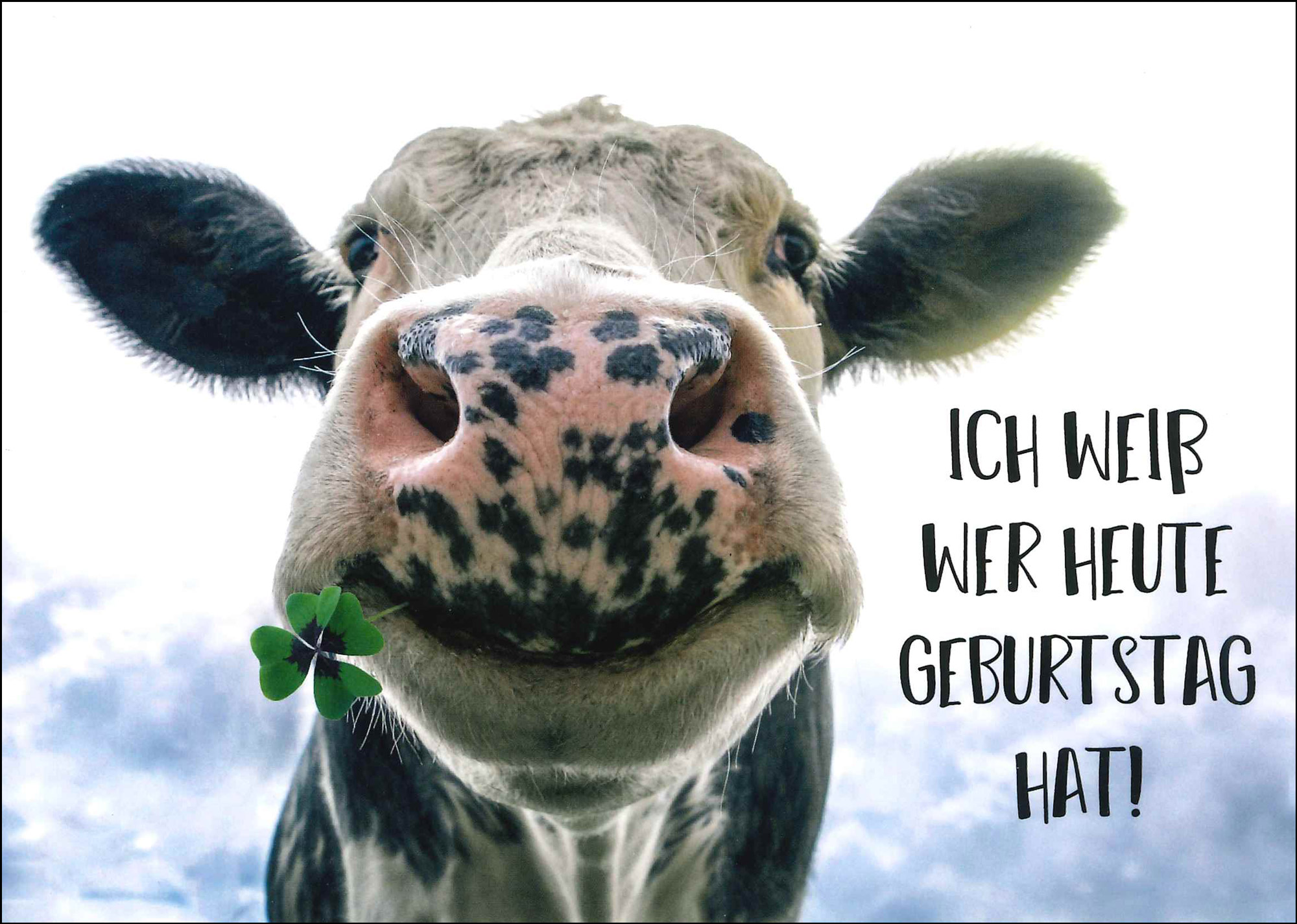 Postkarte 'Geburtstagskuh' günstig bestellen