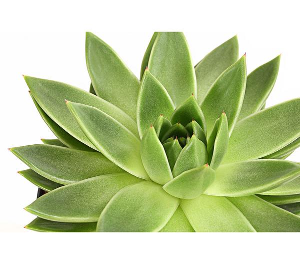Echeverie - Echeveria Hybride, verschiedene