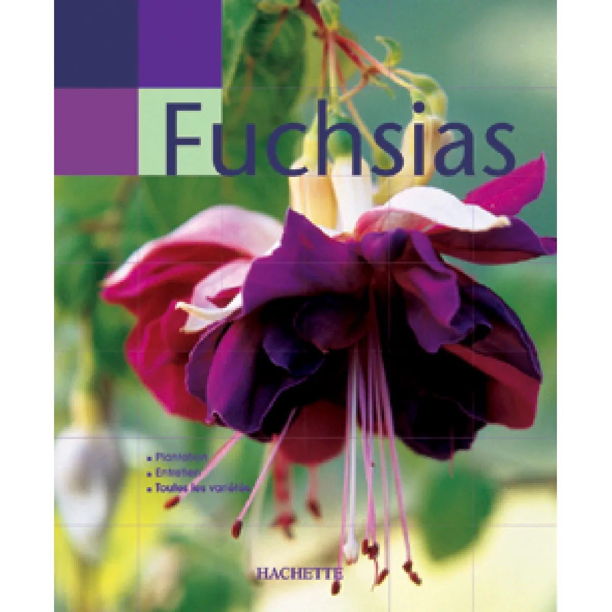 Fuchsias · Occasion