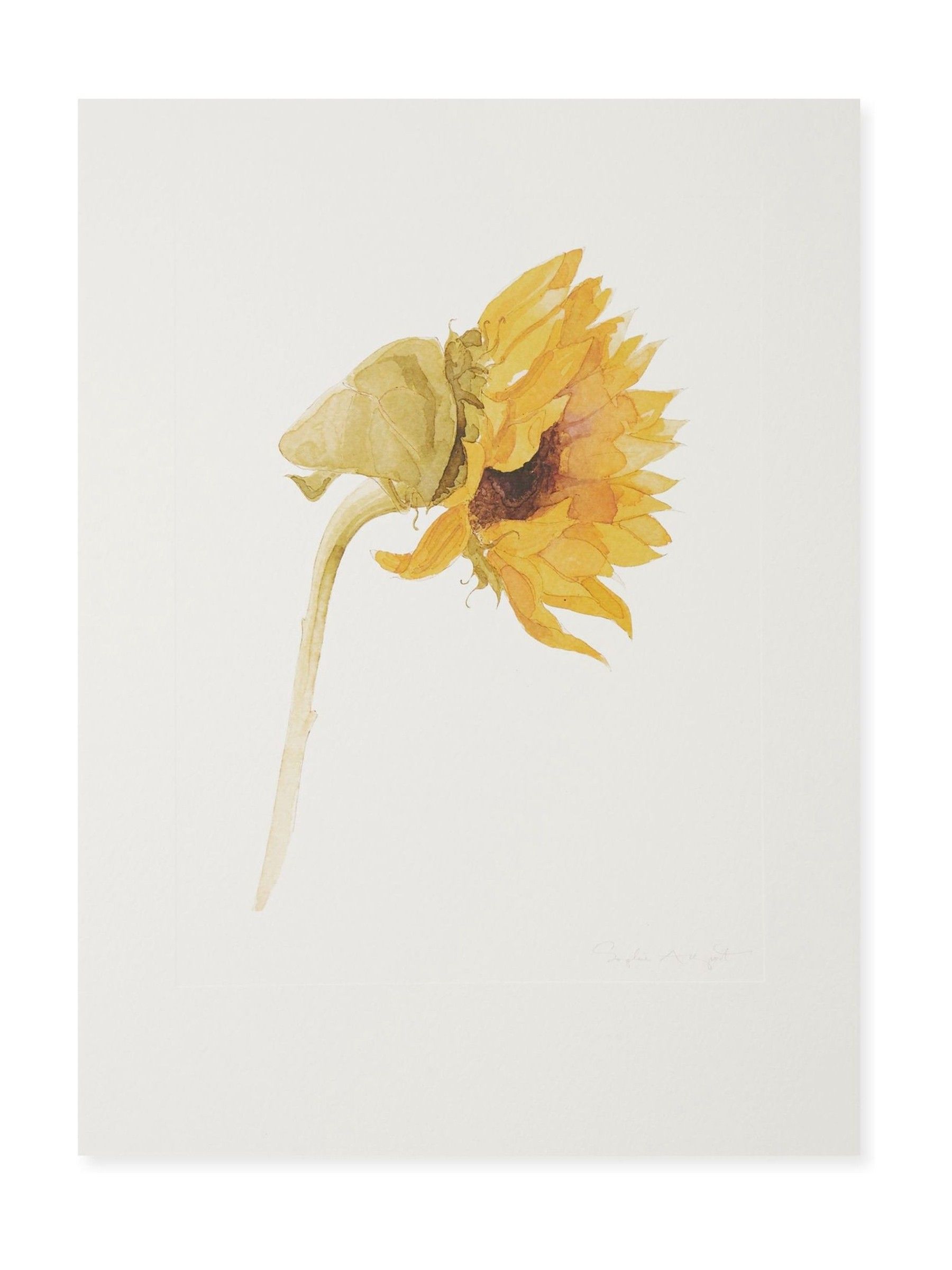 Sophie Allport Zonnebloem Watercolour Print