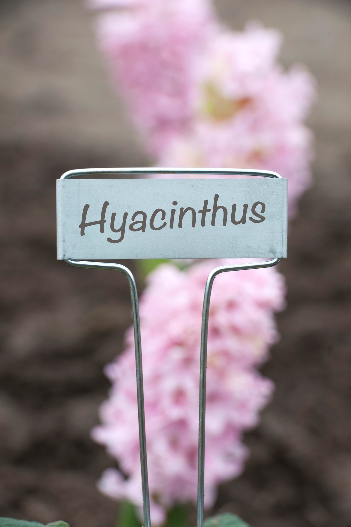 Nature plantenlabels met tuinpotlood zink 26 cm 6 stuks