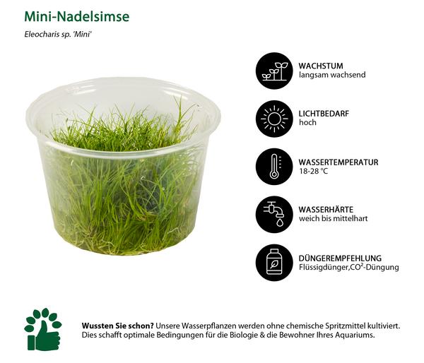 Dehner Aqua Premium Mini-Nadelsimse In vitro -