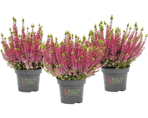 Bud Heather Mix FloraSelf Calluna vulgaris 'Beauty Ladies' Ø 11 cm pot, willekeurige variëteitselectie, effen kleur