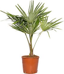 Chinese Waaierpalm (Trachycarpus fortunei) D 10 H 60 cm