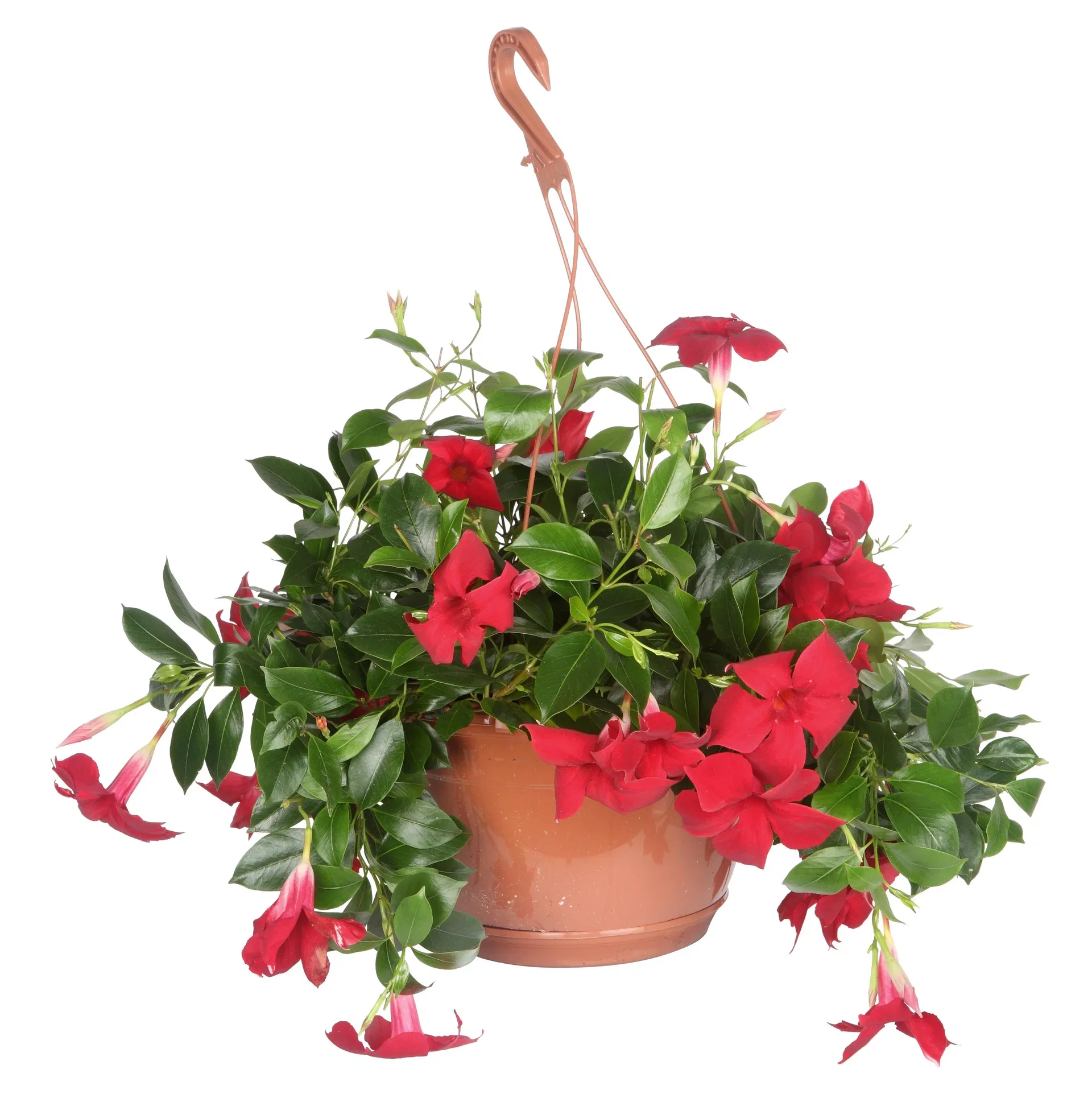 Mandevilla Ynde i ampel Ø25 cm