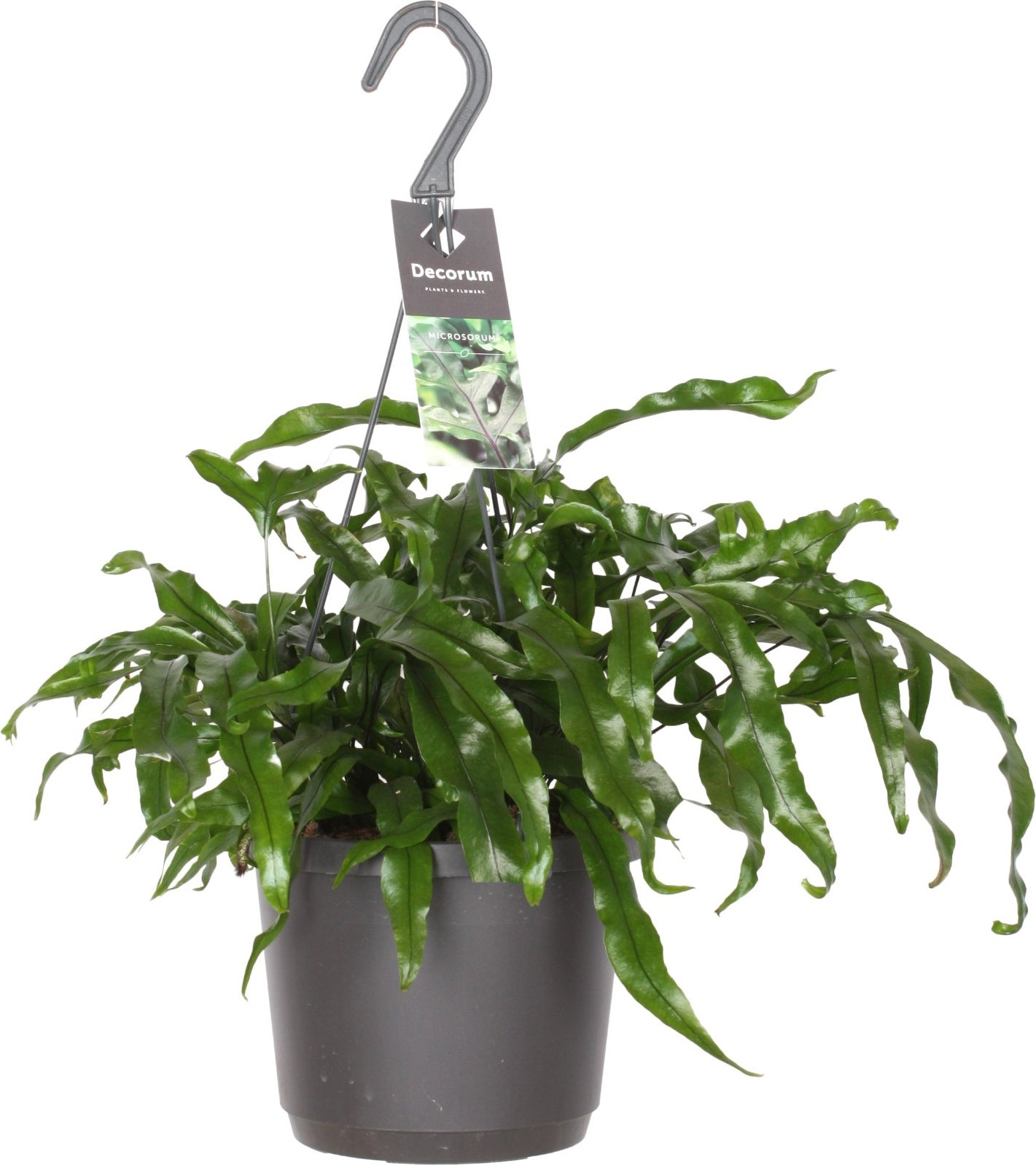 Kangoeroevaren in hangpot (Microsorum diversifolium) D 18 H 30 cm