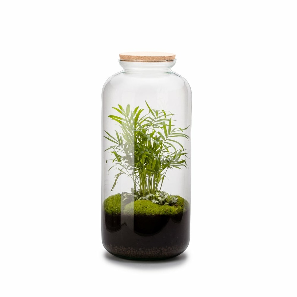 Terra kit - bonbonne l chamaedorea