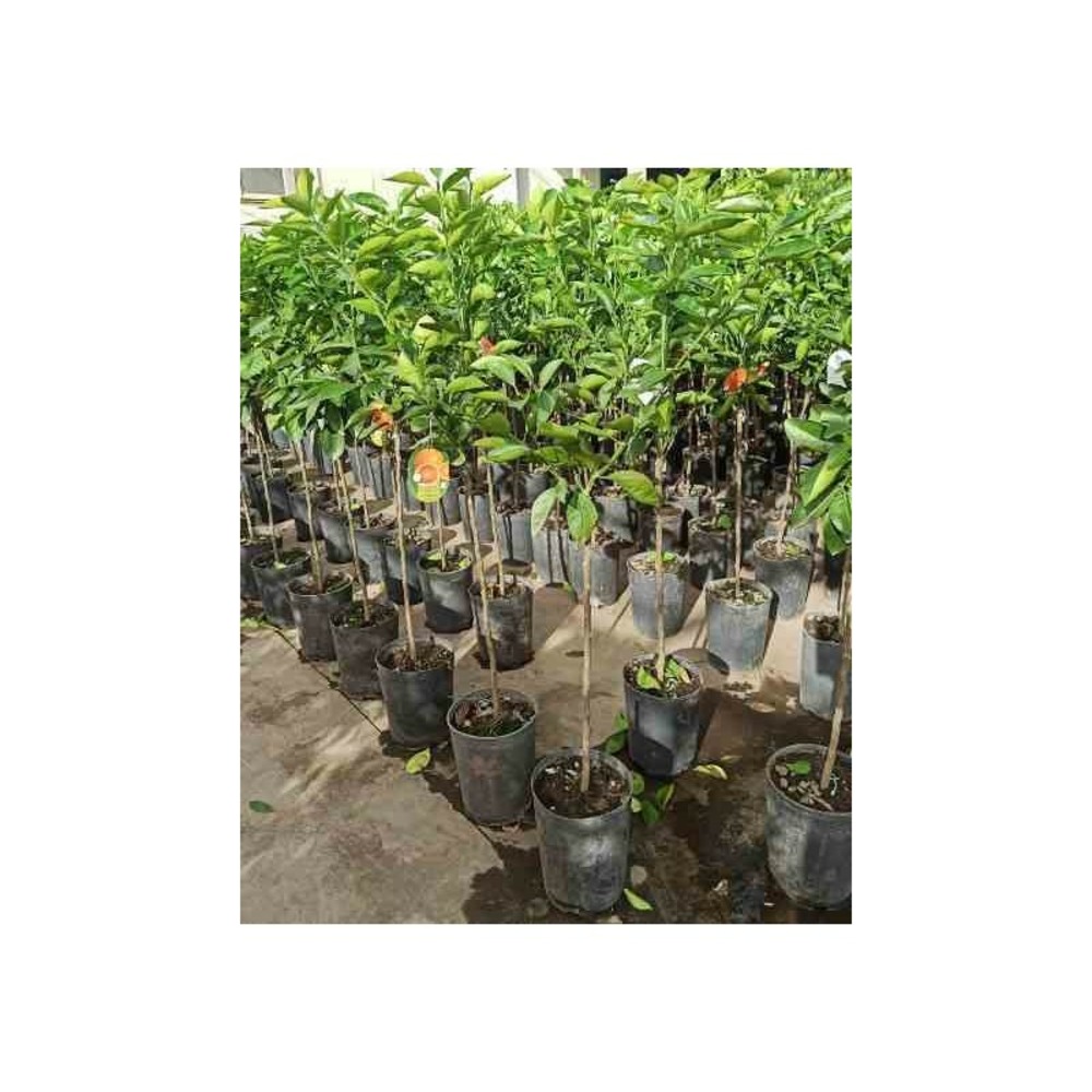 Citrus sinensis adulte (oranger) blanc - taille pot 180l - 200/250cm - peri 50/60