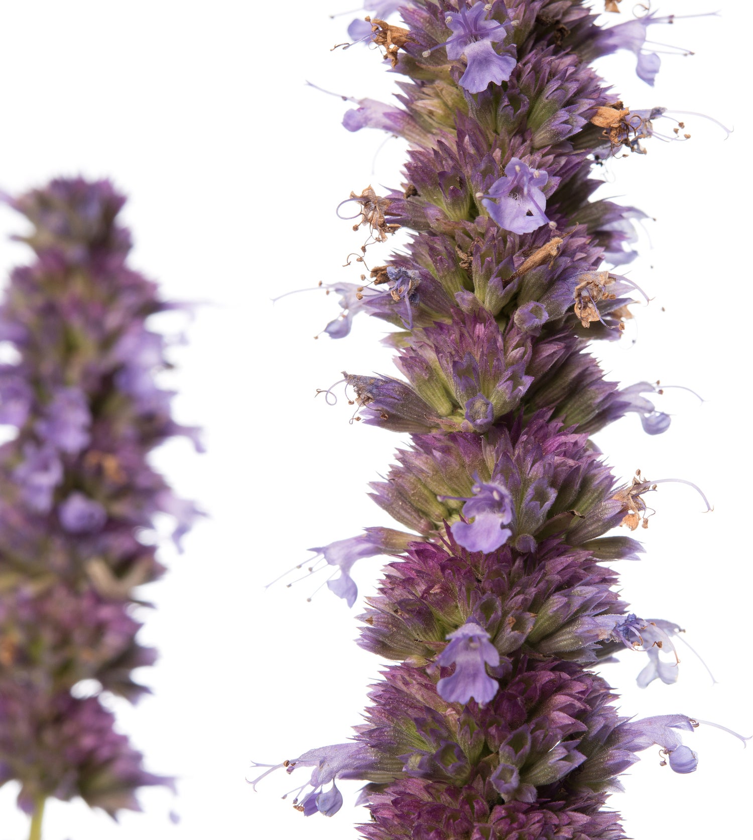 Dropplant (Agastache 'Blue Fortune') D 9 H 10 cm