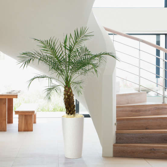 Faux dattier : H.120cm pot