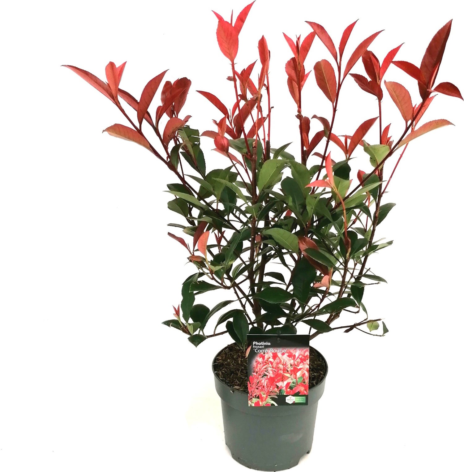 Glansmispel (Photinia x fraseri 'Carré Rouge') D 17 H 30 cm