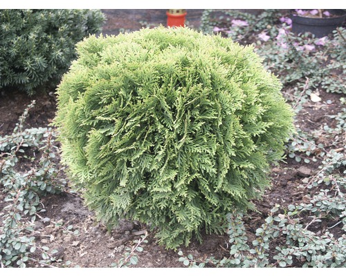 Bolvormige levensboom FloraSelf Thuja occidentalis 'Danica' H 30-40 cm Co 8 L