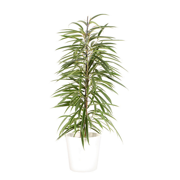 Ficus BA 21cm avec cache pot blanc