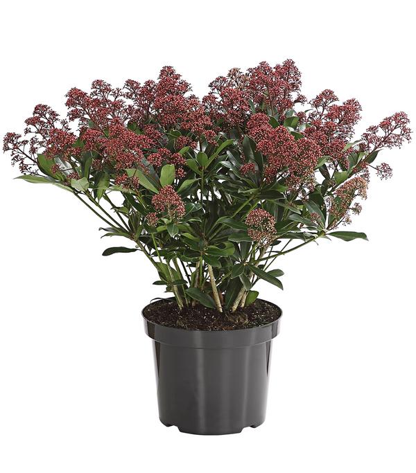 Blütenskimmie 'Rubella'