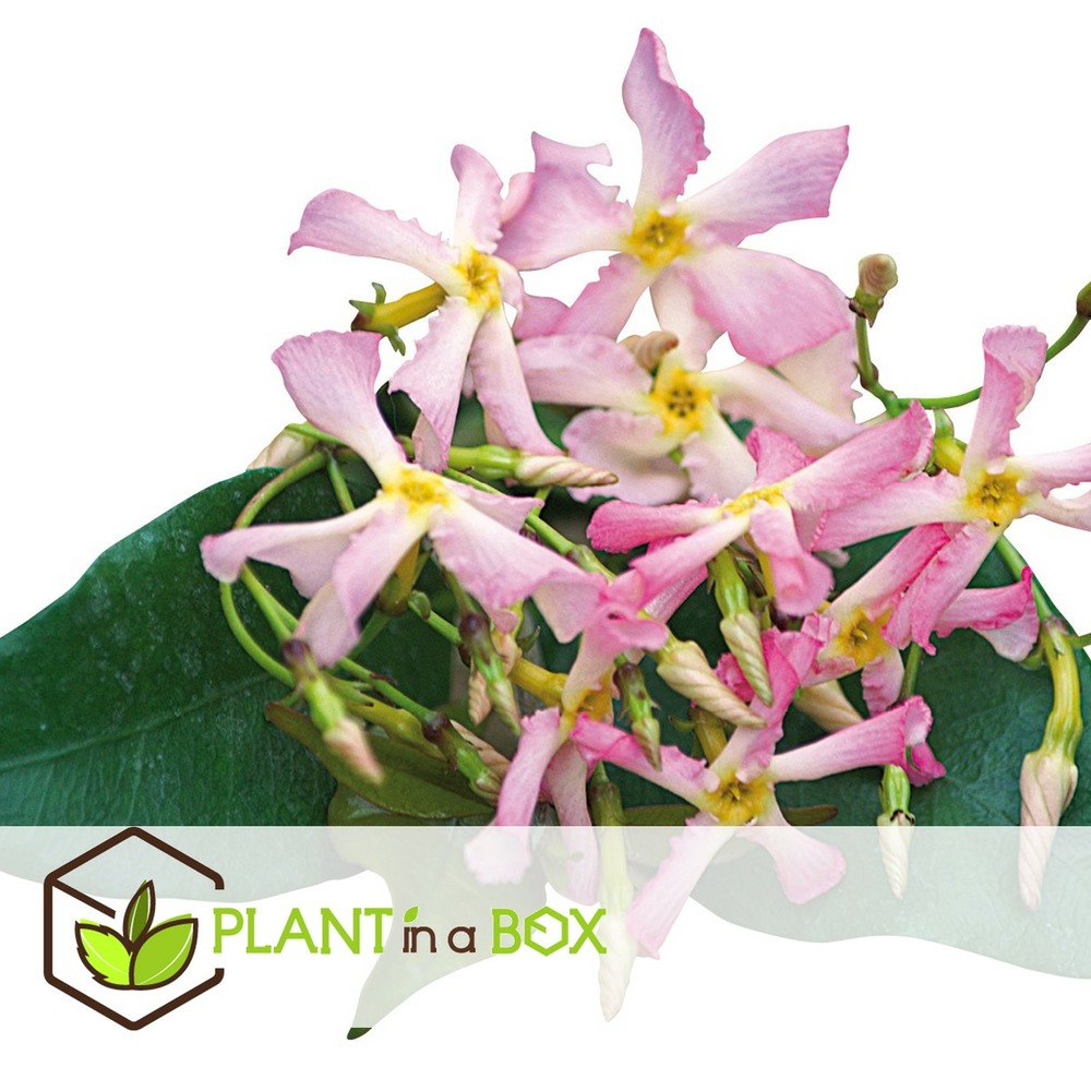 Jasmin toscan - set de 6 - rose - plantes de jardin - pot 9cm - hauteur 25-40cm