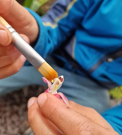Dr Zigs S?bebobles?t - BubBlå Pollinator Kit