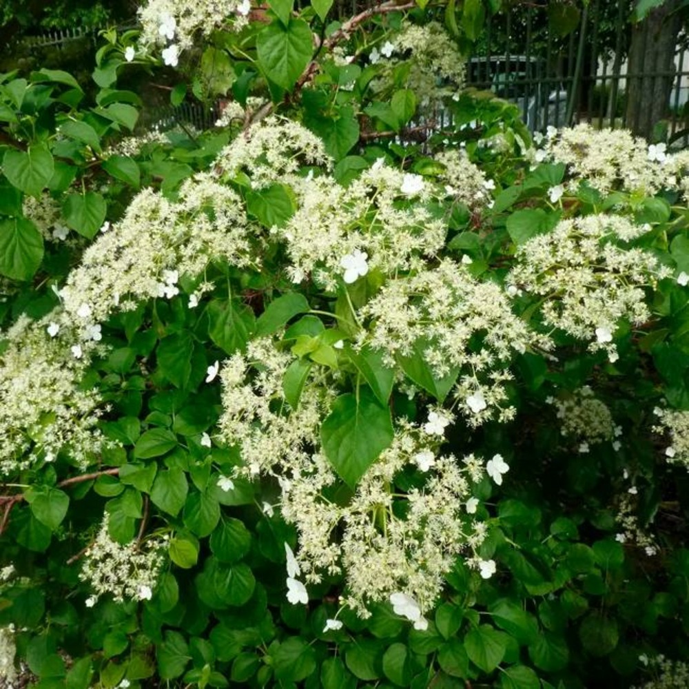 Hortensia grimpant petiolaris - hydrangea anomala 3l