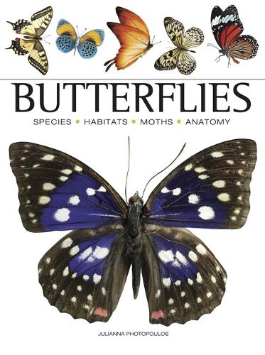Butterflies - Mini Animals (Paperback)