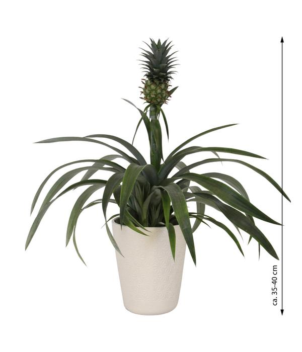Ananaspflanze - Ananas comosus, in Keramik