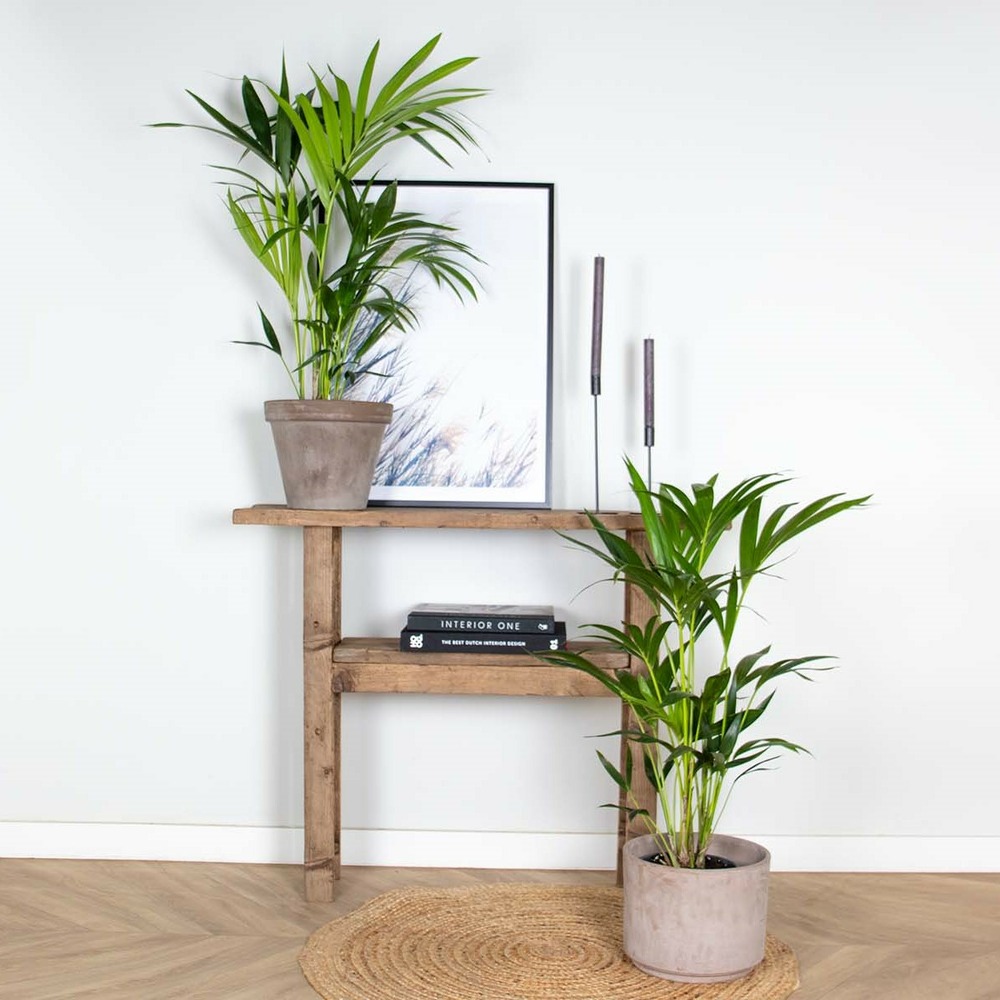 2x howea forsteriana - palmier kentia - purificateur d'air – ⌀19 cm - ↕90-100 cm