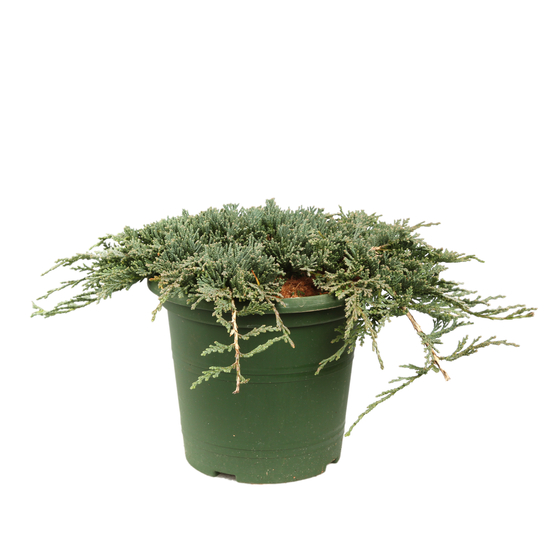 Juniperus horizontalis varié pot D2,5cm