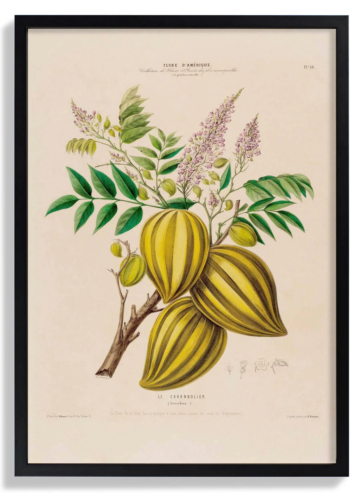Le Caranbolier