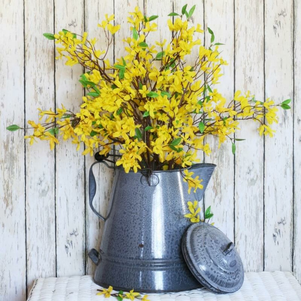 Forsythia (forsythia x intermedia 'lynwood gold') - godet - taille 13/25cm