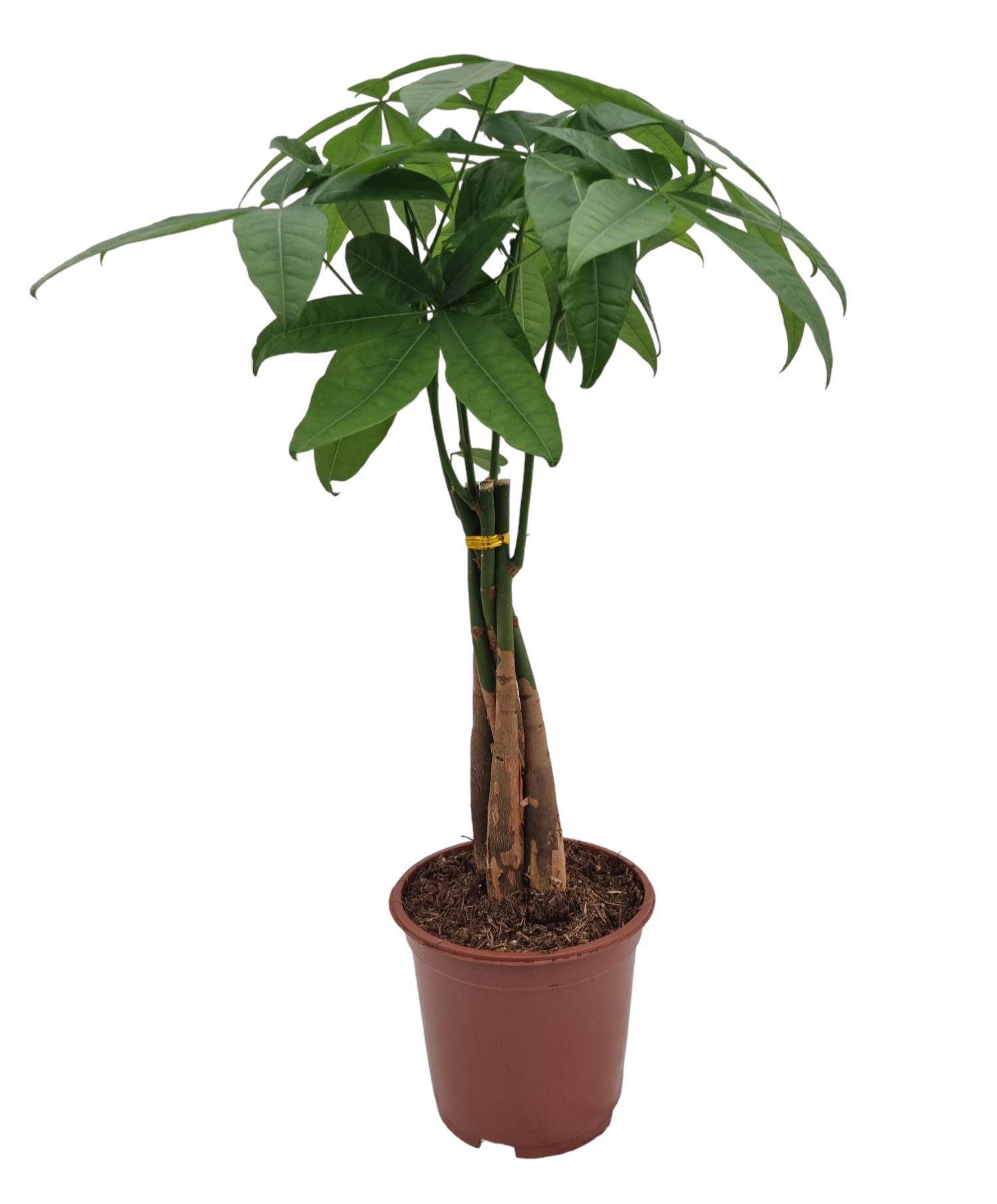 Plante d'intérieur - pachira aquatica 70.0cm