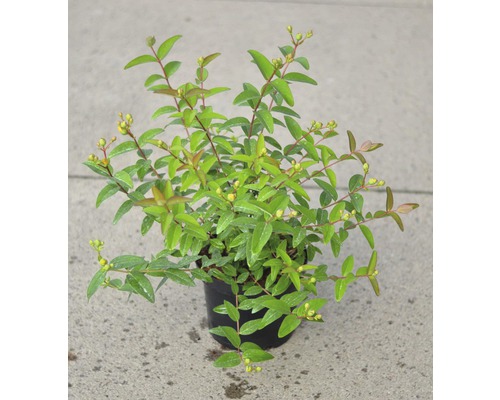 Grootbloemige Sint-Janskruid FloraSelf Hypericum patulum 'Hidcote' H 30-40 cm Co 4 L