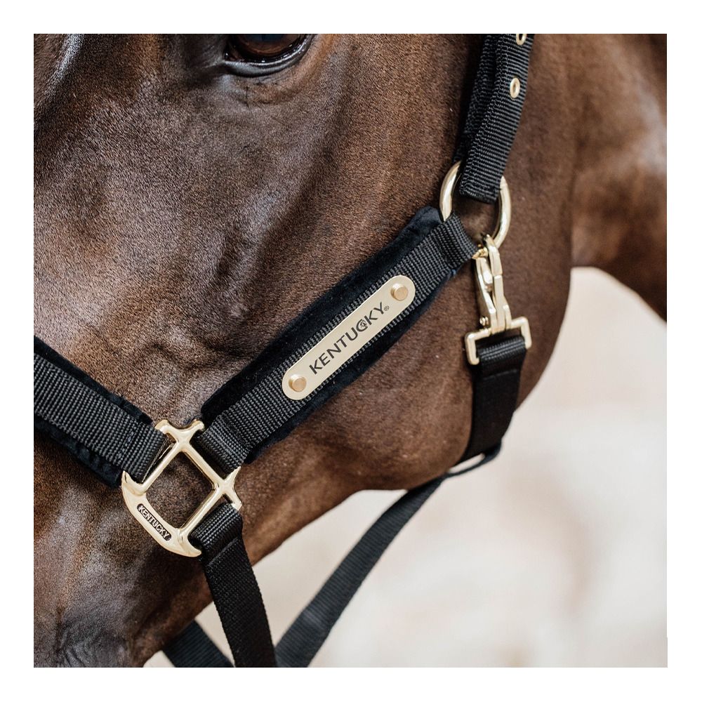 Kentucky VELVET - Licol black