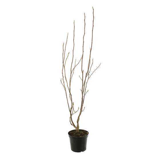 Magnolia x Pinkie : conteneur de 10 L